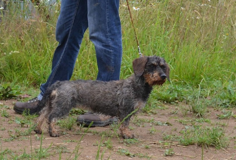Hermine Du Sentier De Chloé